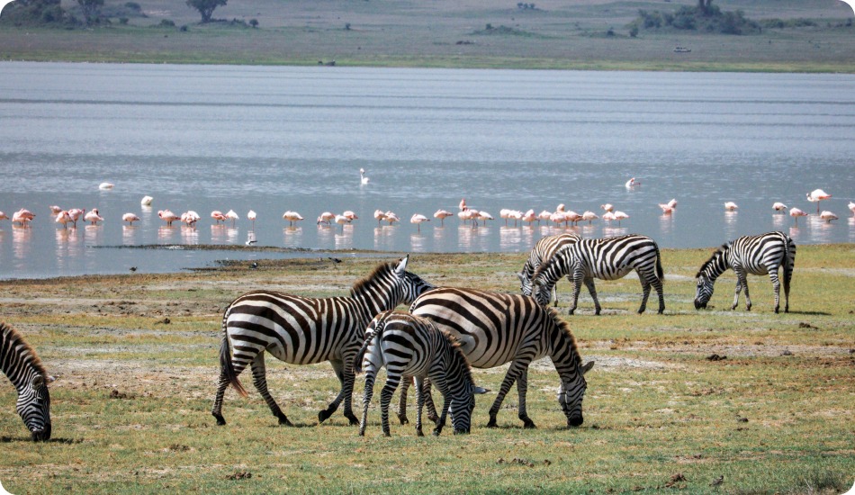 kenya