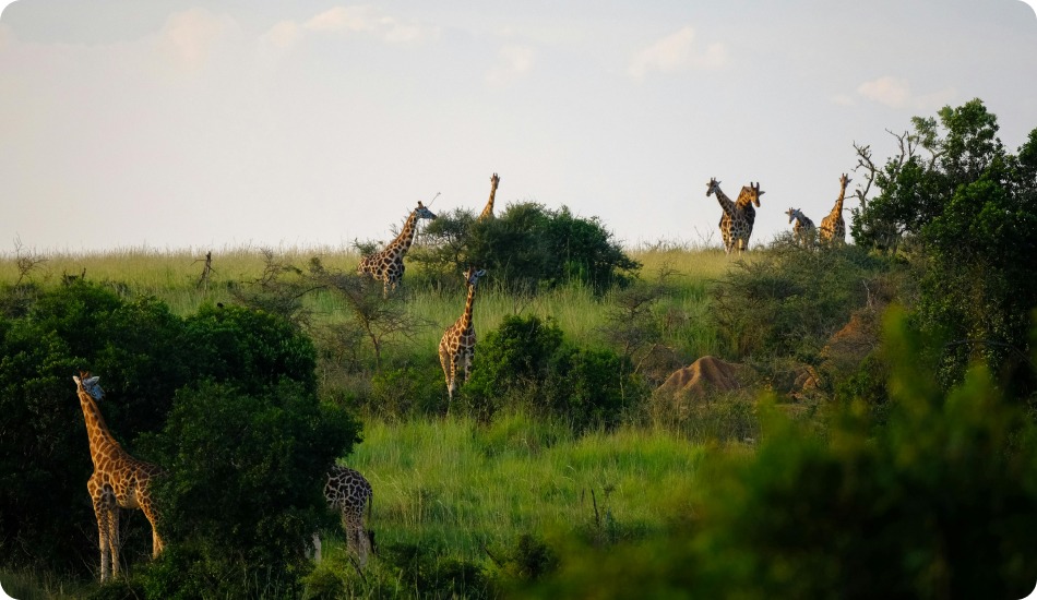 kenya